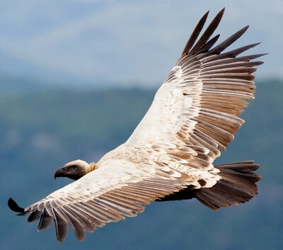 Cape Vulture at Oribi Gorge in flight