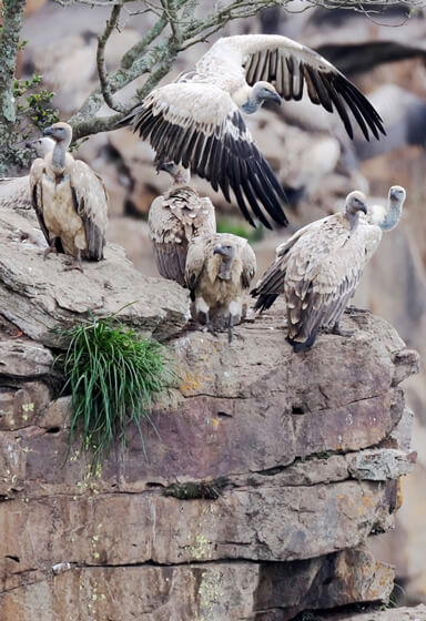Cape Vultures at Oribi Gorge