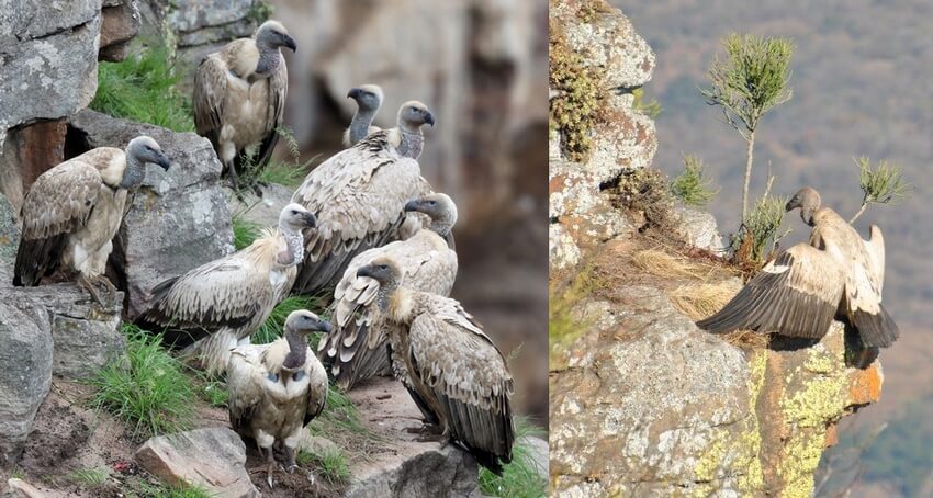 Vultures at Oribi Gorge