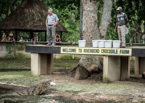 Crocodile Feeding at the Riverbend Crocodile Farm