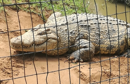 A crocodile at Crocworld