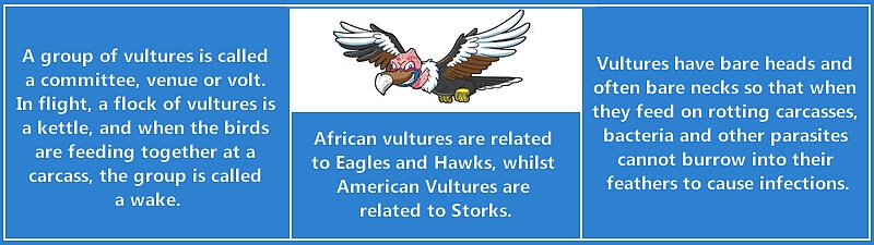 Interesting facts about Vultures