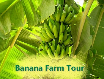 Mac Banana Farm Tour