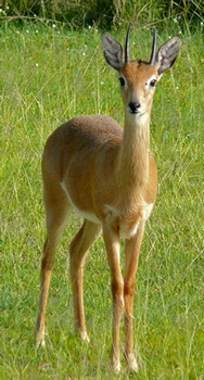 Oribi Antelope